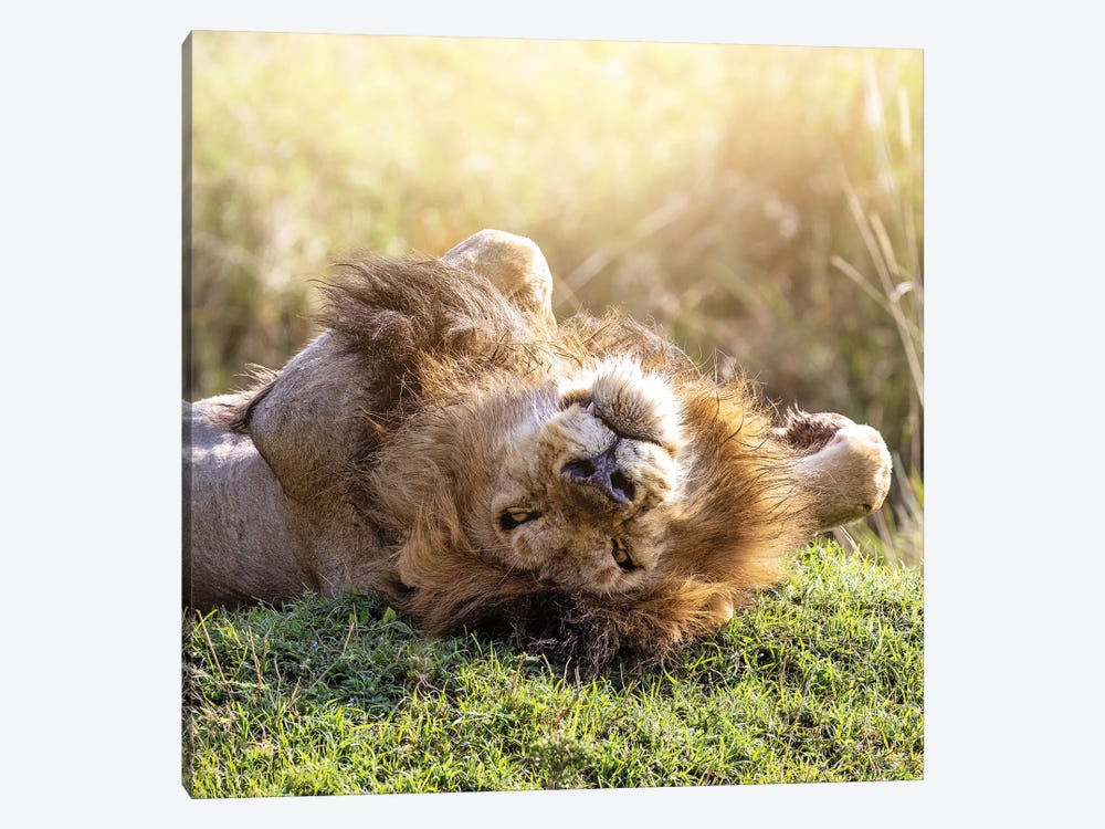 Lion Relaxes In African Sunshine by Jane Rix 1-piece Canvas Artwork