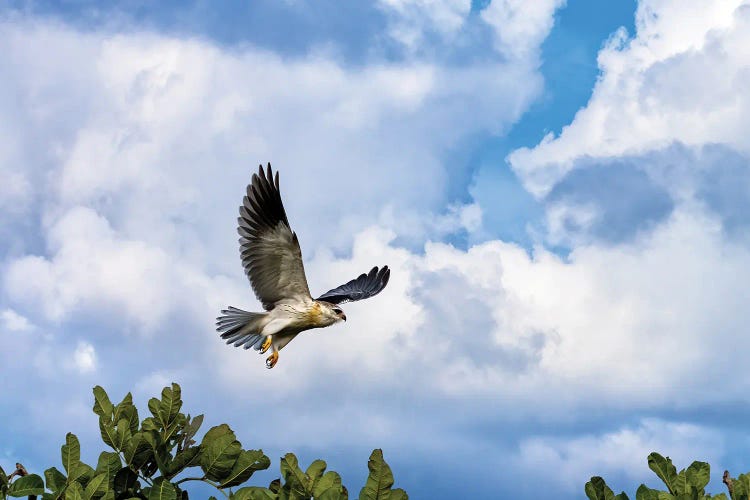 Black-Winged Kite In Flight