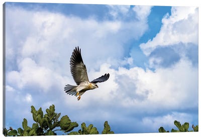Black-Winged Kite In Flight Canvas Art Print