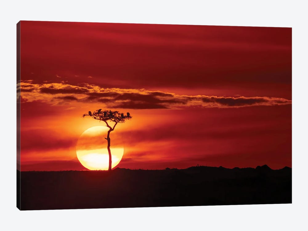 The Sun Sets In The Mara by Jane Rix 1-piece Canvas Wall Art