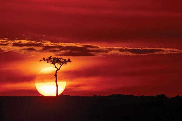Kenya: The Sun Sets In The Mara by Jane Rix
