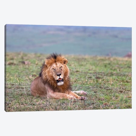 Resting Lion In The Masai Mara Canvas Print #JRX416} by Jane Rix Canvas Art Print