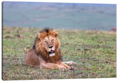 Resting Lion In The Masai Mara Canvas Art Print - Maasai Mara National Reserve