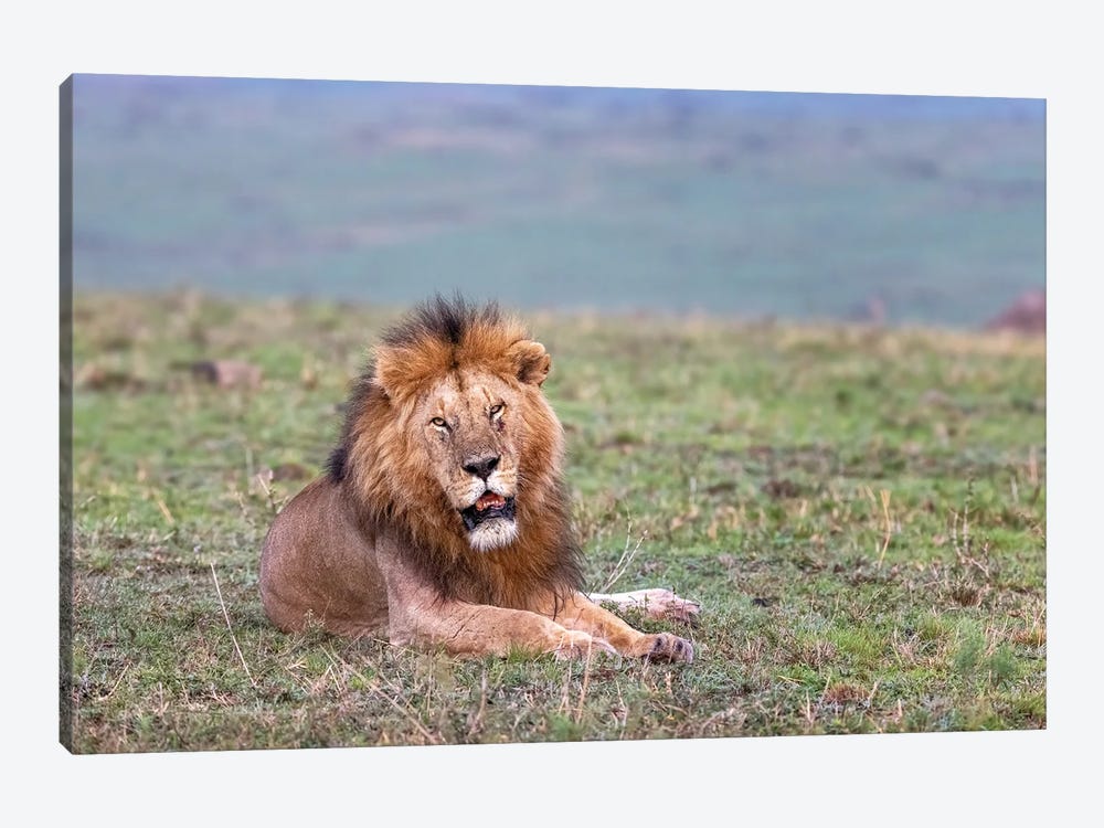 Resting Lion In The Masai Mara by Jane Rix 1-piece Canvas Wall Art