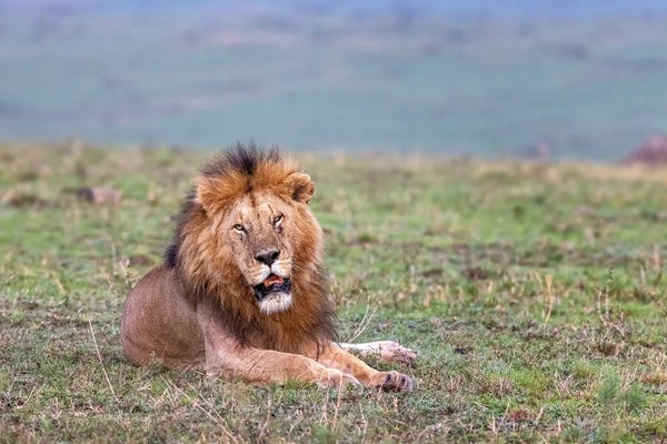 Maasai Mara National Reserve: Resting Lion In The Masai Mara by Jane Rix