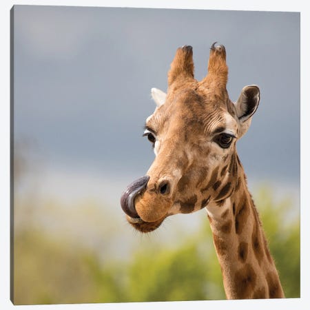 Comical Giraffe With His Tongue Out Canvas Print #JRX41} by Jane Rix Canvas Artwork