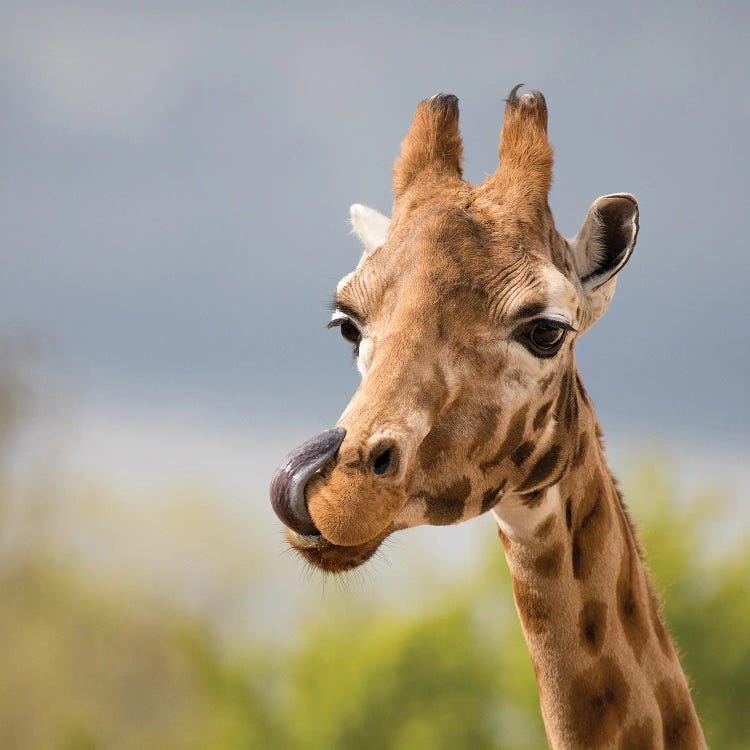 Comical Giraffe With His Tongue Out