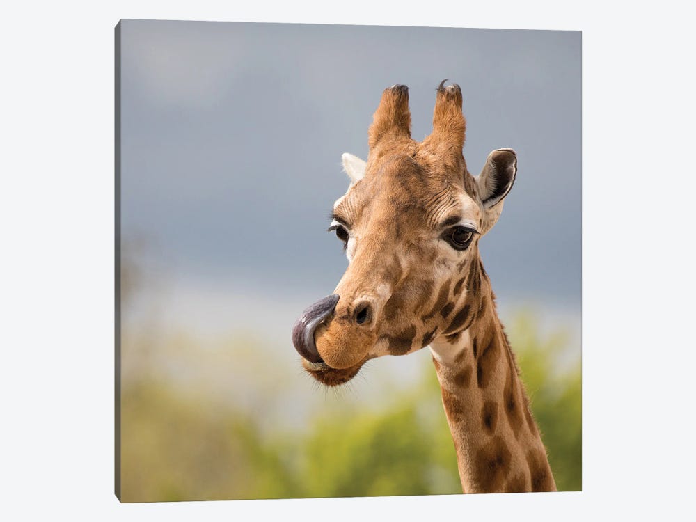 Comical Giraffe With His Tongue Out by Jane Rix 1-piece Canvas Art