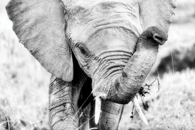 Baby Elephant, Black And White by Jane Rix canvas print