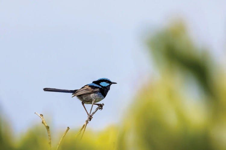 Superb Fairy Wren