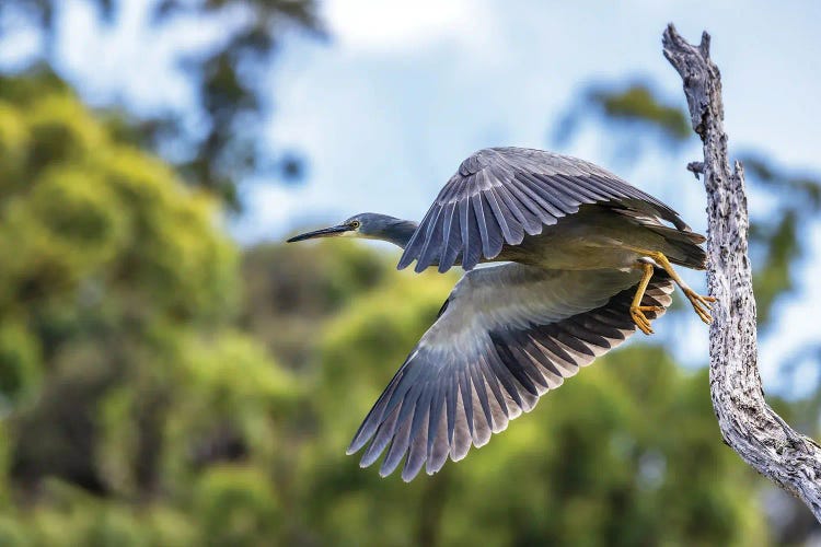 White Faced Heron In Flight