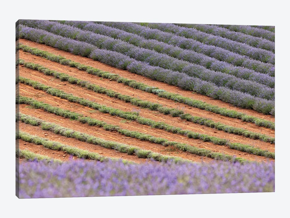Lavender Fields Detail by Jane Rix 1-piece Canvas Artwork
