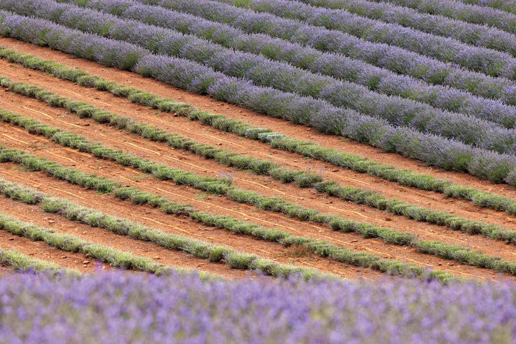 Lavender Fields Detail