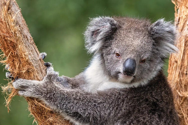 Koala Climbs A Tree