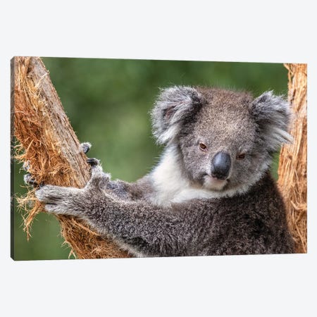 Koala Climbs A Tree Canvas Print #JRX427} by Jane Rix Canvas Wall Art