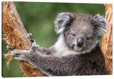 Koala Climbs A Tree Canvas Art Print - Jane Rix