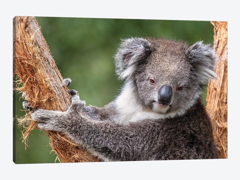 Koala Climbs A Tree by Jane Rix 1-piece Canvas Art