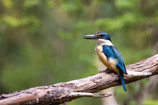 Kingfishers: Sacred Kingfisher by Jane Rix