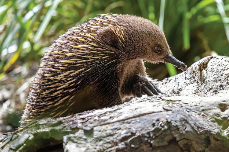 Echidna