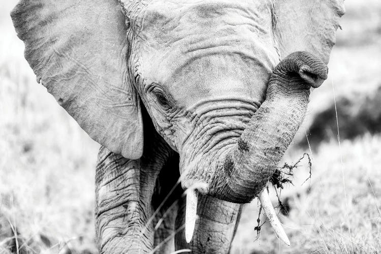 Baby Elephant, Black And White