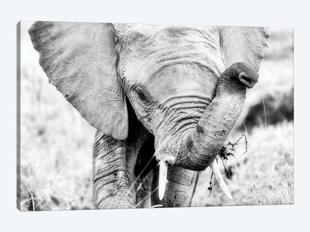 Baby Elephant, Black And White by Jane Rix 1-piece Canvas Art Print