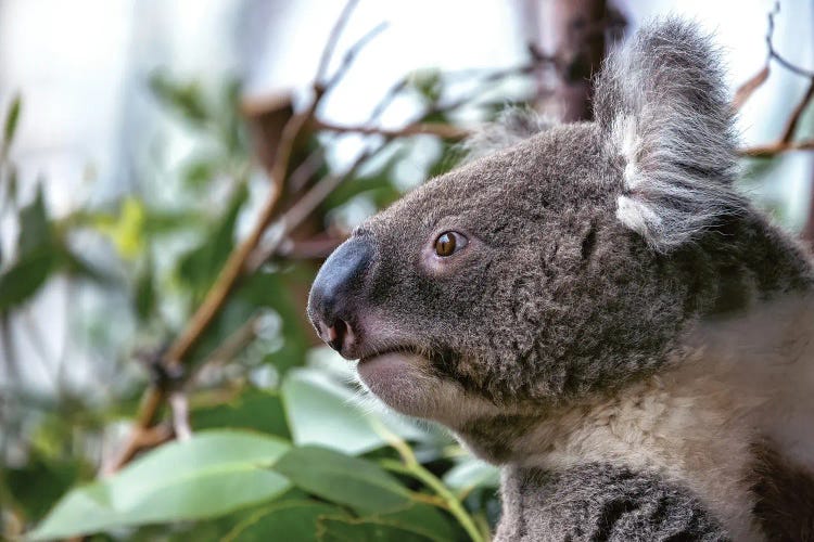 Koala Closeup