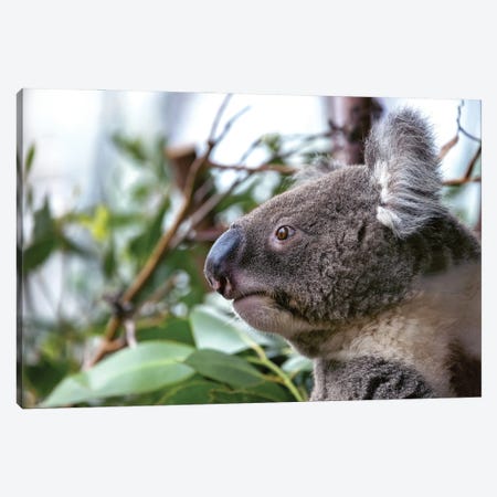Koala Closeup Canvas Print #JRX430} by Jane Rix Canvas Art