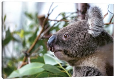 Koala Closeup Canvas Art Print - Koala Art
