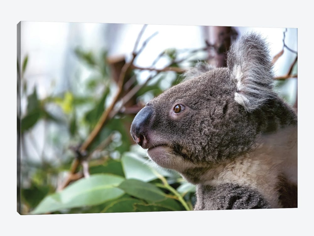 Koala Closeup by Jane Rix 1-piece Canvas Artwork