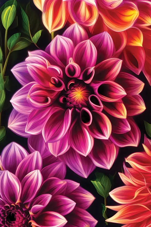 Dahlias In Pink And Orange