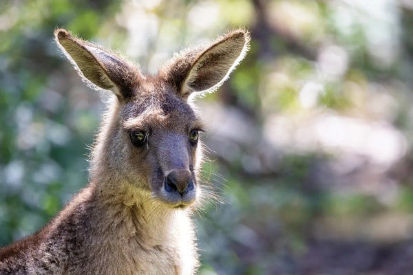 Kangaroos: Forester Kangaroo Portrait by Jane Rix