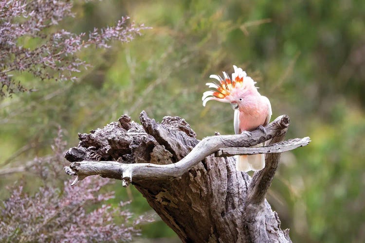 Major Mitchell Cockatoo