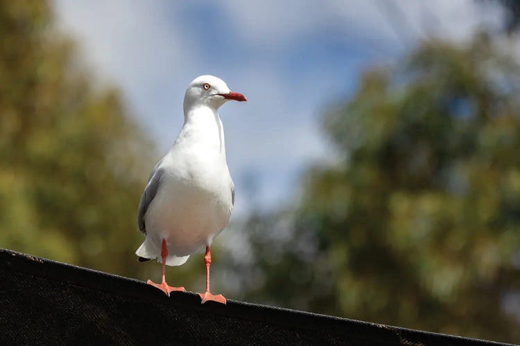 Silver Gull Horizontal