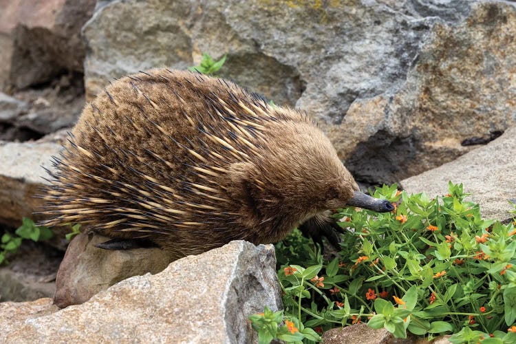 Short Beaked Echidna