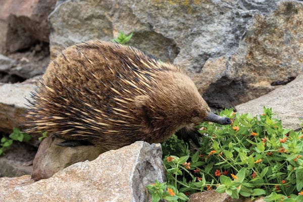 Jane Rix: Short Beaked Echidna by Jane Rix