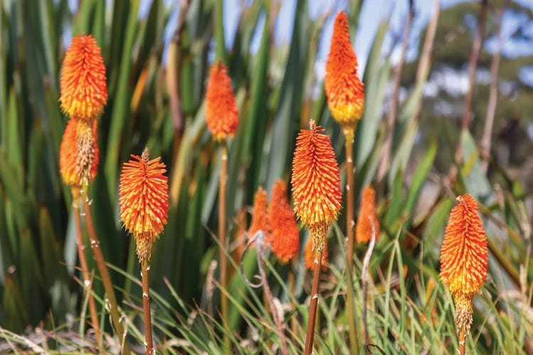 Red Hot Poker Flowers