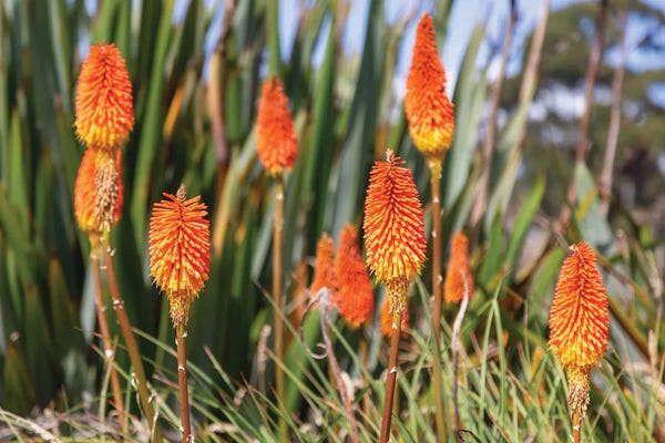 Jane Rix: Red Hot Poker Flowers by Jane Rix