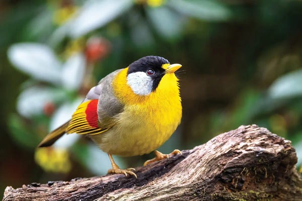 Silver-Eared Mesia