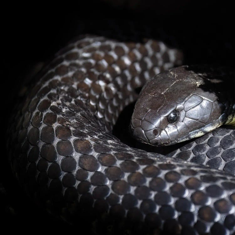 Tasmanian Tiger Snake