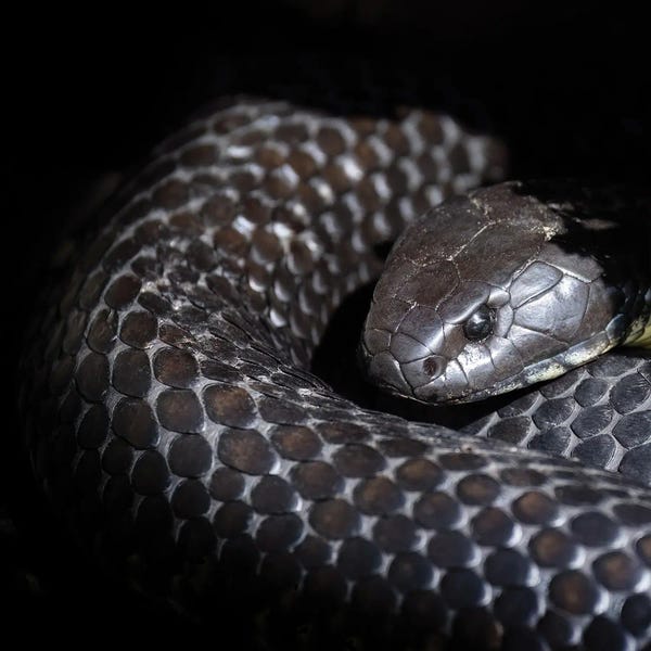 Snakes: Tasmanian Tiger Snake by Jane Rix