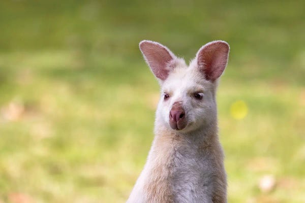 Kangaroos: Albino Wallaby by Jane Rix