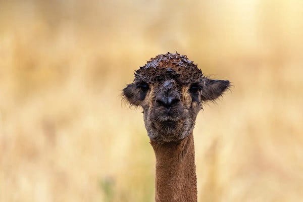 Jane Rix: Llama After The Rain by Jane Rix