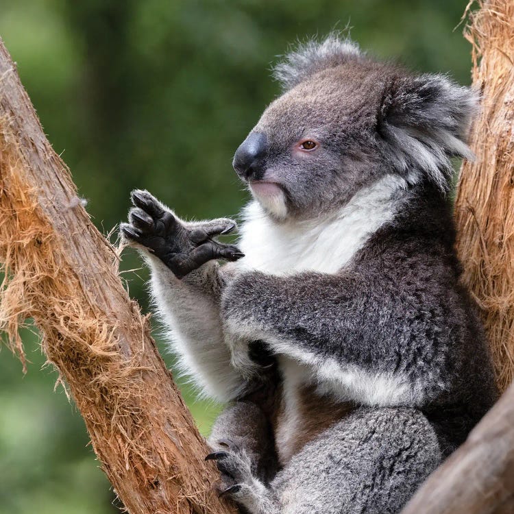 Koala In A Tree