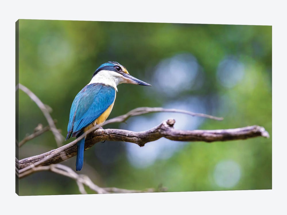 Sacred Kingfisher Side Profile by Jane Rix 1-piece Canvas Wall Art