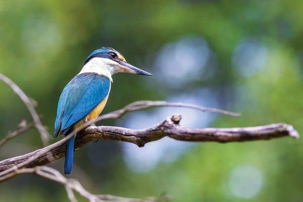 Kingfishers: Sacred Kingfisher Side Profile by Jane Rix