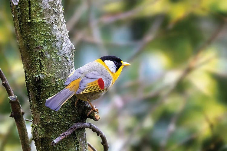 Silver-Eared Mesia In Tree