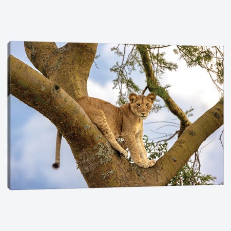 Lion Cub In Tree Canvas Print #JRX453} by Jane Rix Canvas Art