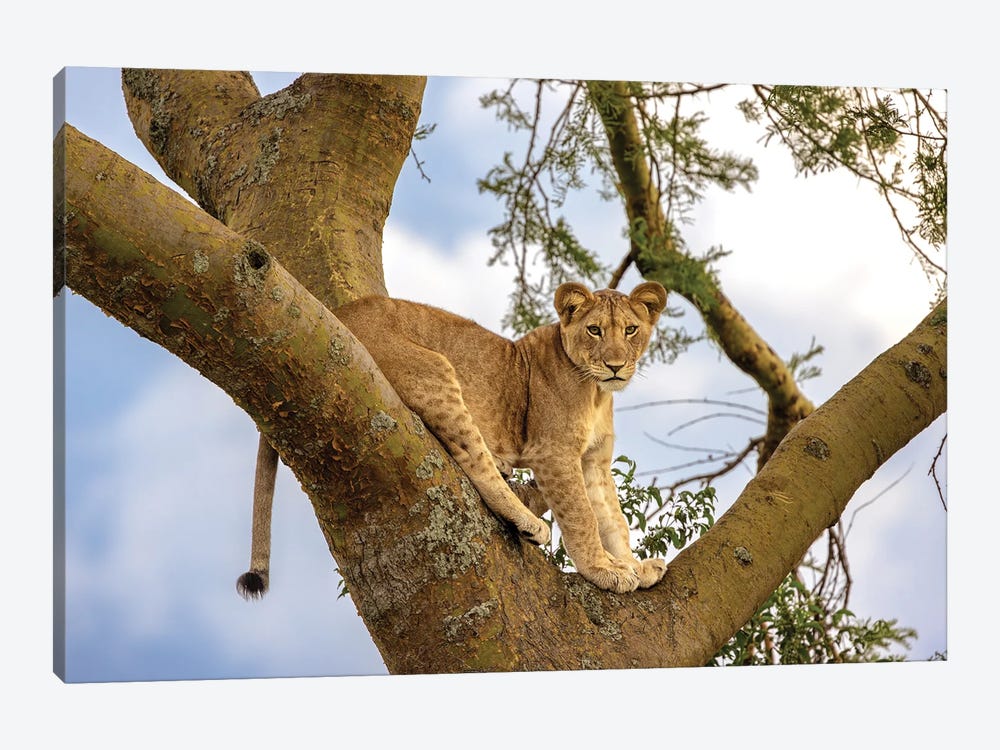 Lion Cub In Tree by Jane Rix 1-piece Canvas Print