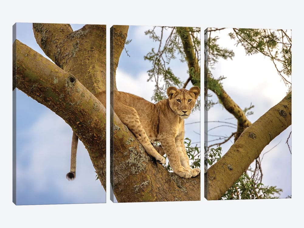 Lion Cub In Tree by Jane Rix 3-piece Art Print