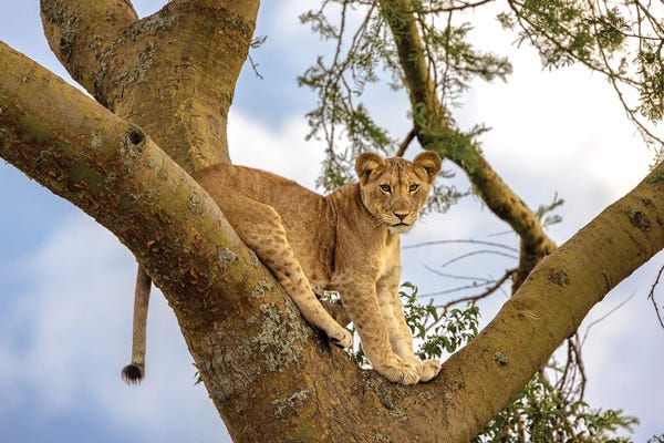 Lion Cub In Tree